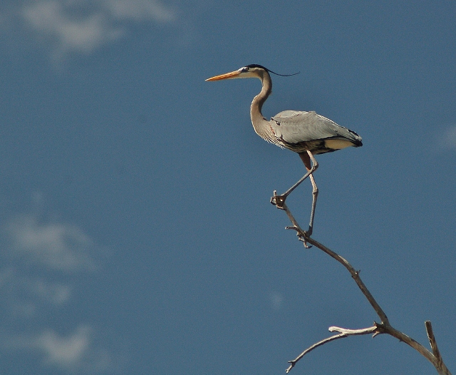 Great blue heron on Roosevelt Lake